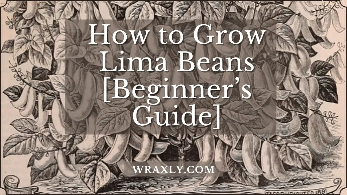 Como cultivar feijão-lima [guia para iniciantes]