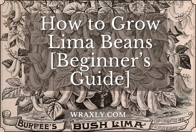 How to Grow Lima Beans [Beginner’s Guide]