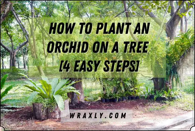 How to Plant an Orchid on a Tree [4 Easy Steps]