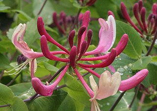 Lonicera caprifolium, Italian honeysuckle