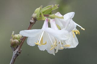 Lonicera fragrantissim, honeysuckle sa taglamig