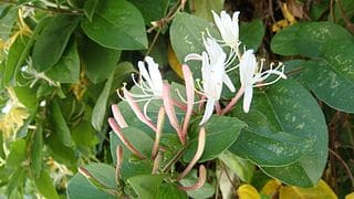 Lonicera japonica, caprifoglio giapponese