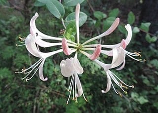 Lonicera periclymenum, madreselva común