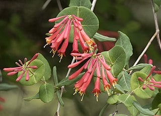 Lonicera sempervirens, trumpeta honeysuckle