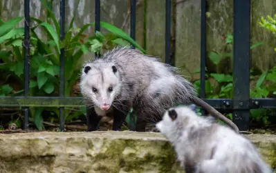 possums playing in your backyard
