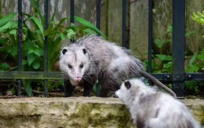 Opossums spielen in Ihrem Garten