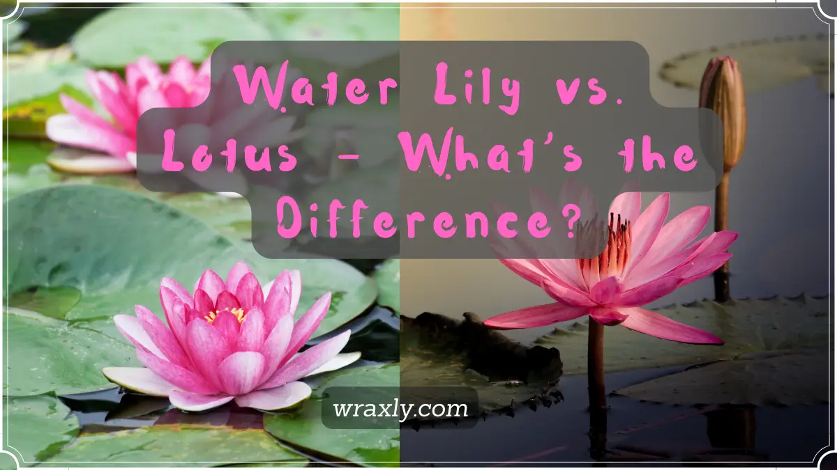 Water Lily vs Lotus - Quelle est la différence