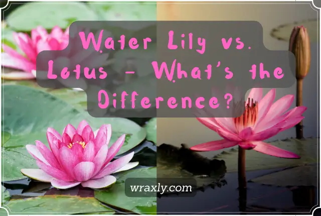 Water Lily vs Lotus - Quelle est la différence