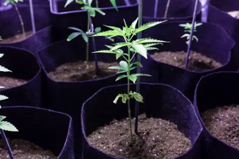 Plantas de cannabis crescendo em sacos de cultivo.