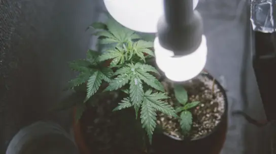 Cannabis plants growing under a grow light.