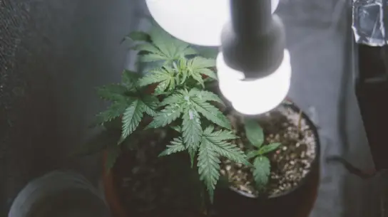 Piante di cannabis che crescono sotto una luce crescente.