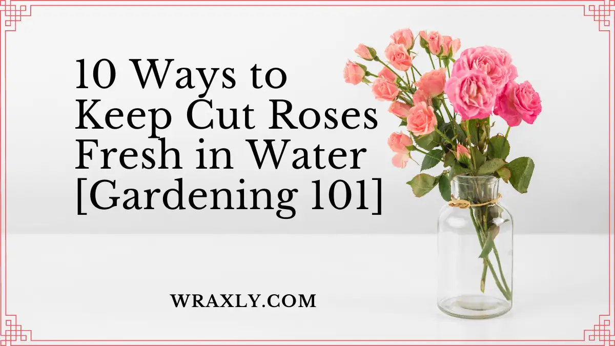 10 Ways to Keep Cut Roses Fresh in Water [Gardening 101]