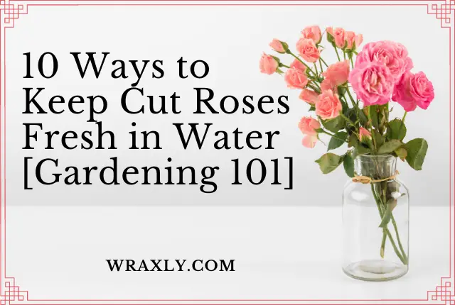 10 Ways to Keep Cut Roses Fresh in Water [Gardening 101]