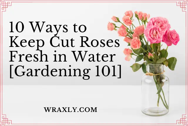 10 modi per mantenere le rose recise fresche nell'acqua [Giardinaggio 101]