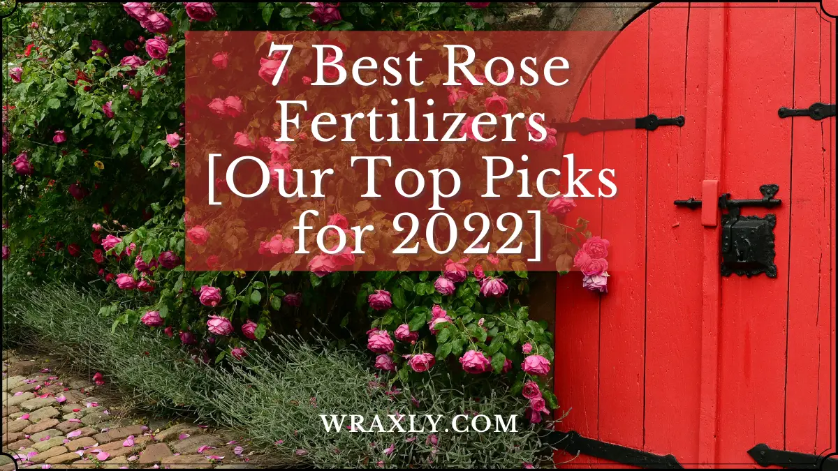 7 Best Rose Fertilizers [Our Top Picks for 2022]