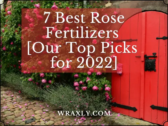 7 migliori fertilizzanti per rose [le nostre scelte migliori per il 2022]