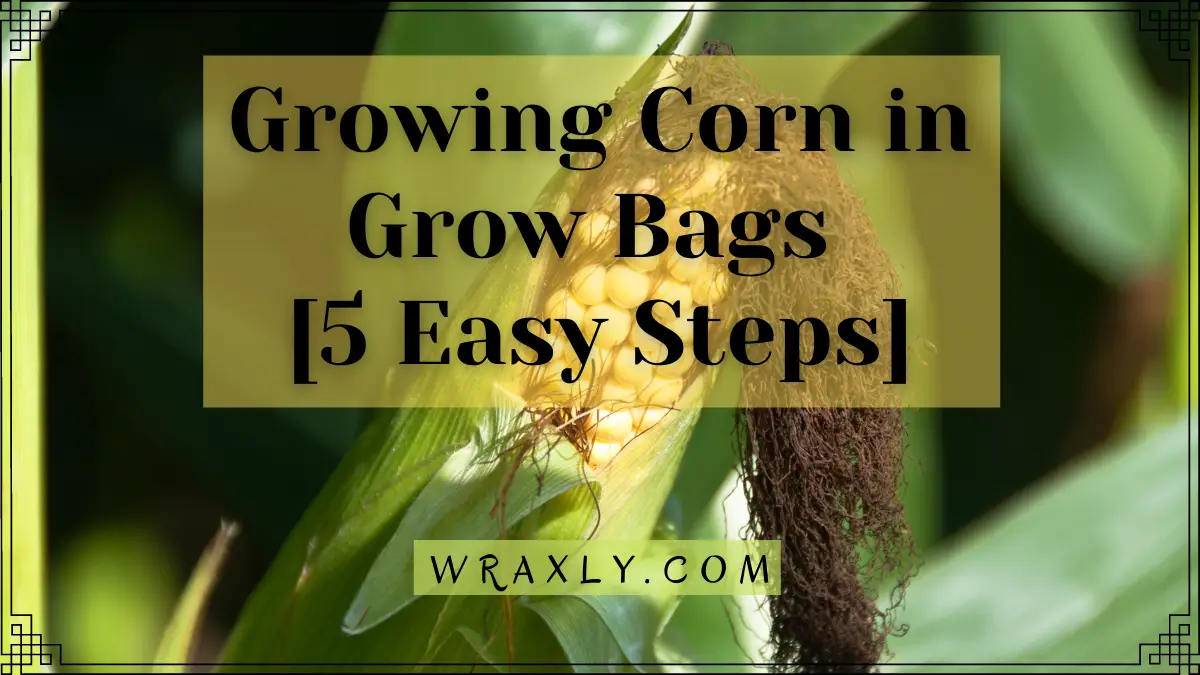 5 Easy Steps to Growing Corn in Grow Bags - Wraxly