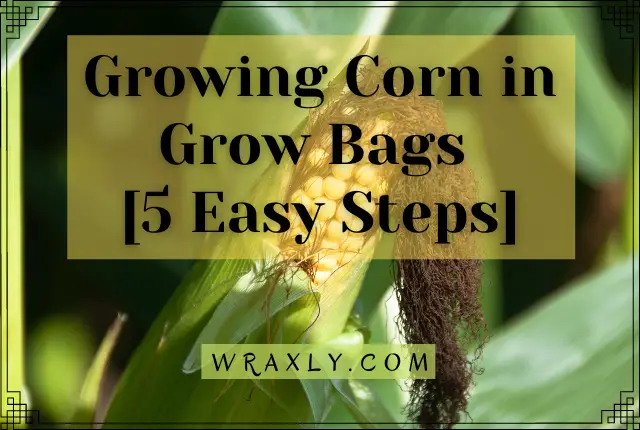Growing Corn in Grow Bags [5 Easy Steps]