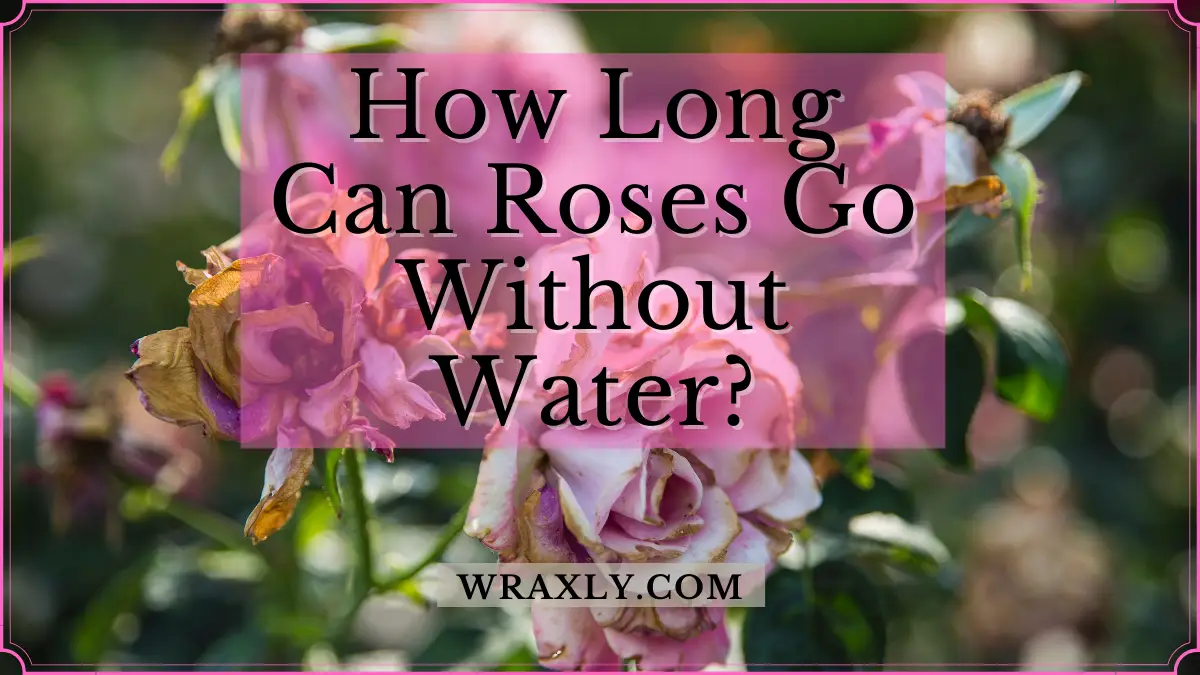 ¿Cuánto tiempo pueden durar las rosas sin agua?