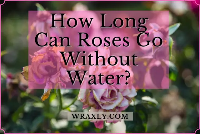 ¿Cuánto tiempo pueden durar las rosas sin agua?