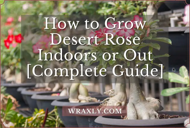 Comment faire pousser Desert Rose à l'intérieur ou à l'extérieur [Guide complet]