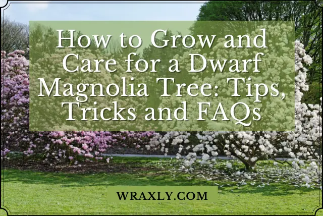 How to Grow and Care for a Dwarf Magnolia Tree Tips, Tricks and FAQs