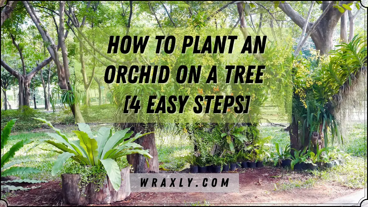 How to Plant an Orchid on a Tree [4 Easy Steps]