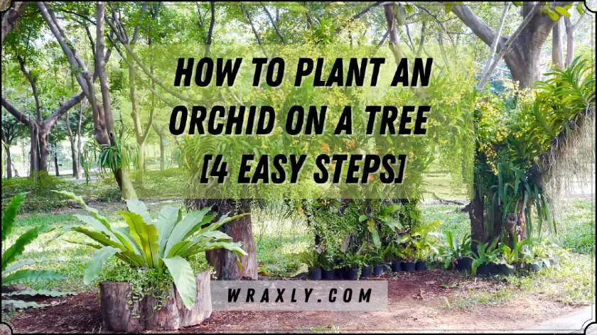 Cómo plantar una orquídea en un árbol