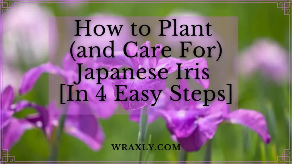 Comment planter (et entretenir) l'iris japonais [en 4 étapes faciles]