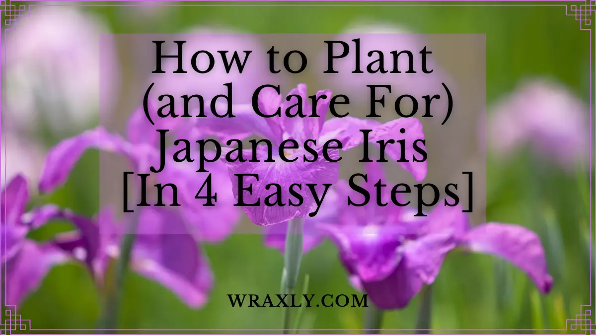 Cómo plantar (y cuidar) lirios japoneses [en 4 sencillos pasos]