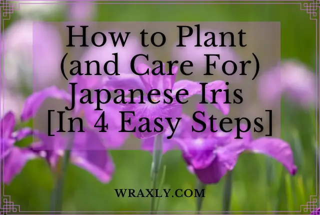 How to Plant (and Care For) Japanese Iris [In 4 Easy Steps]
