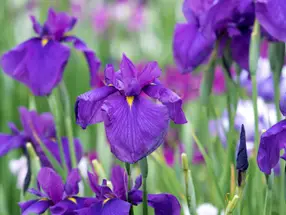 iris sibérien violet