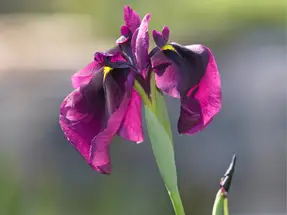 Japanese iris close-up
