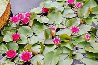hardy water lily (NYMPHAEA 'Andreana')