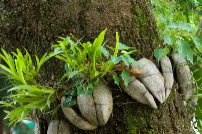 Orquídea crescendo em uma árvore