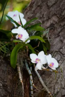 Orchid growing on a tree.