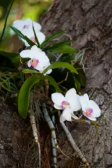 Orquídea crescendo em uma árvore.