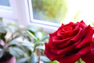 Roses need at least 6 hours of sunlight a day