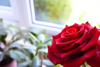 Les roses ont besoin d'au moins 6 heures de soleil par jour