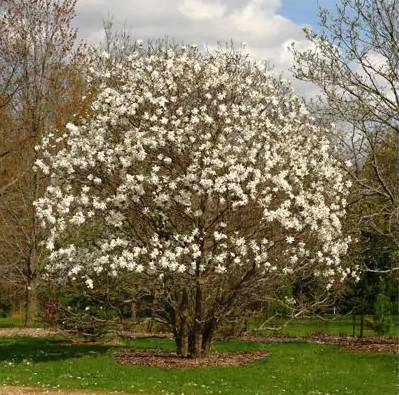 Albero di magnolia stella reale