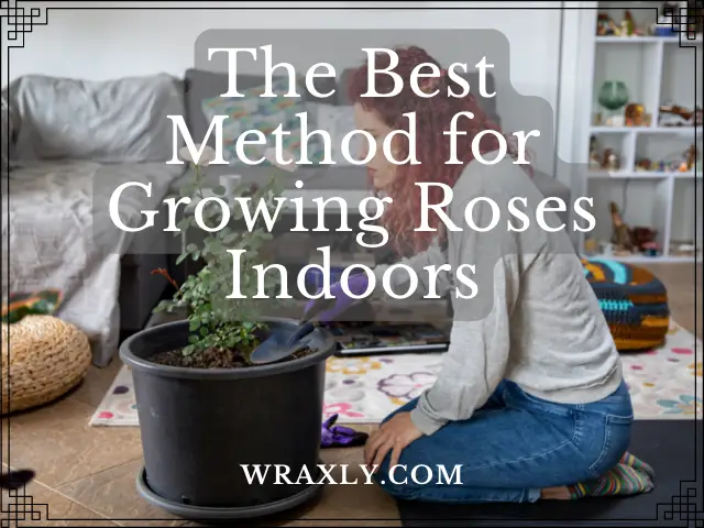 O melhor método para cultivar rosas dentro de casa