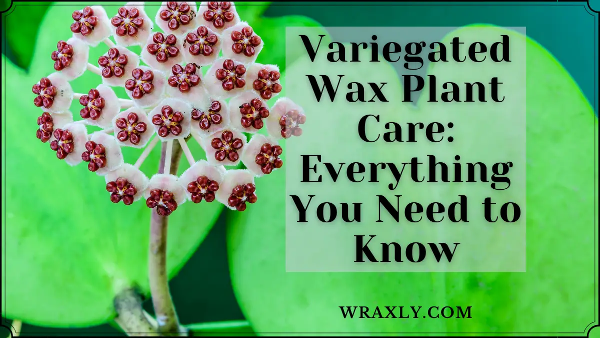 Variegated Wax Plant Care Everything You Need to Know