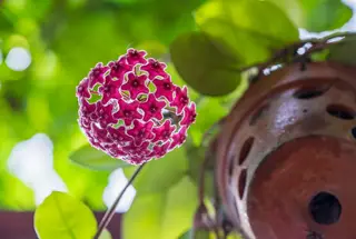 Ang mga halaman ng waks ay may magagandang bulaklak