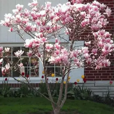 Jane albero di magnolia