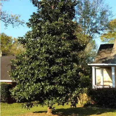 Piccolo albero di magnolia gemma