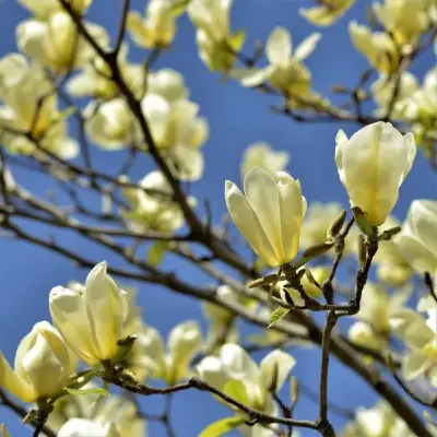 Vlinder Magnoliaboom