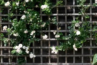 roses love growing on a trellis