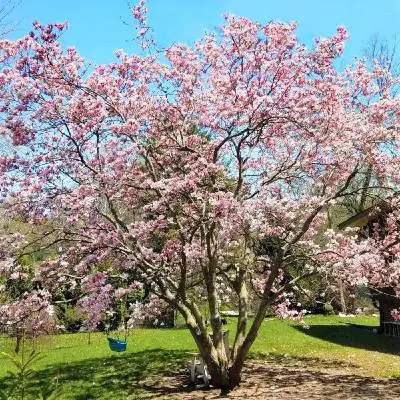 Saucer magnolia tree