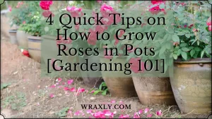 4 suggerimenti rapidi su come coltivare rose in vaso [Giardinaggio 101]