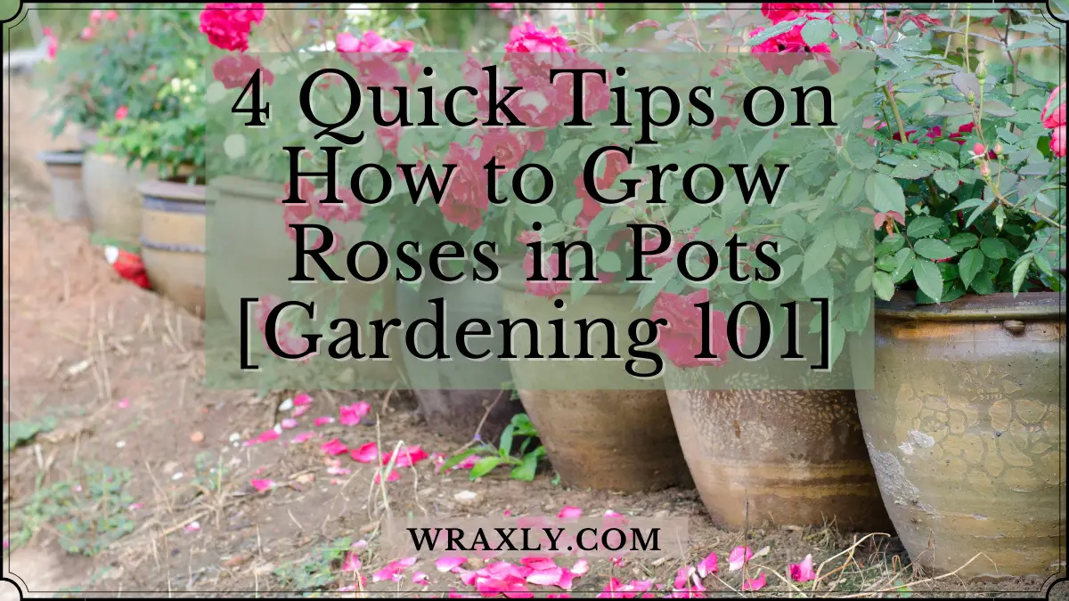 4 consejos rápidos sobre cómo cultivar rosas en macetas [Jardinería 101]